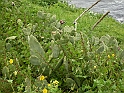 Scogliera con fichi